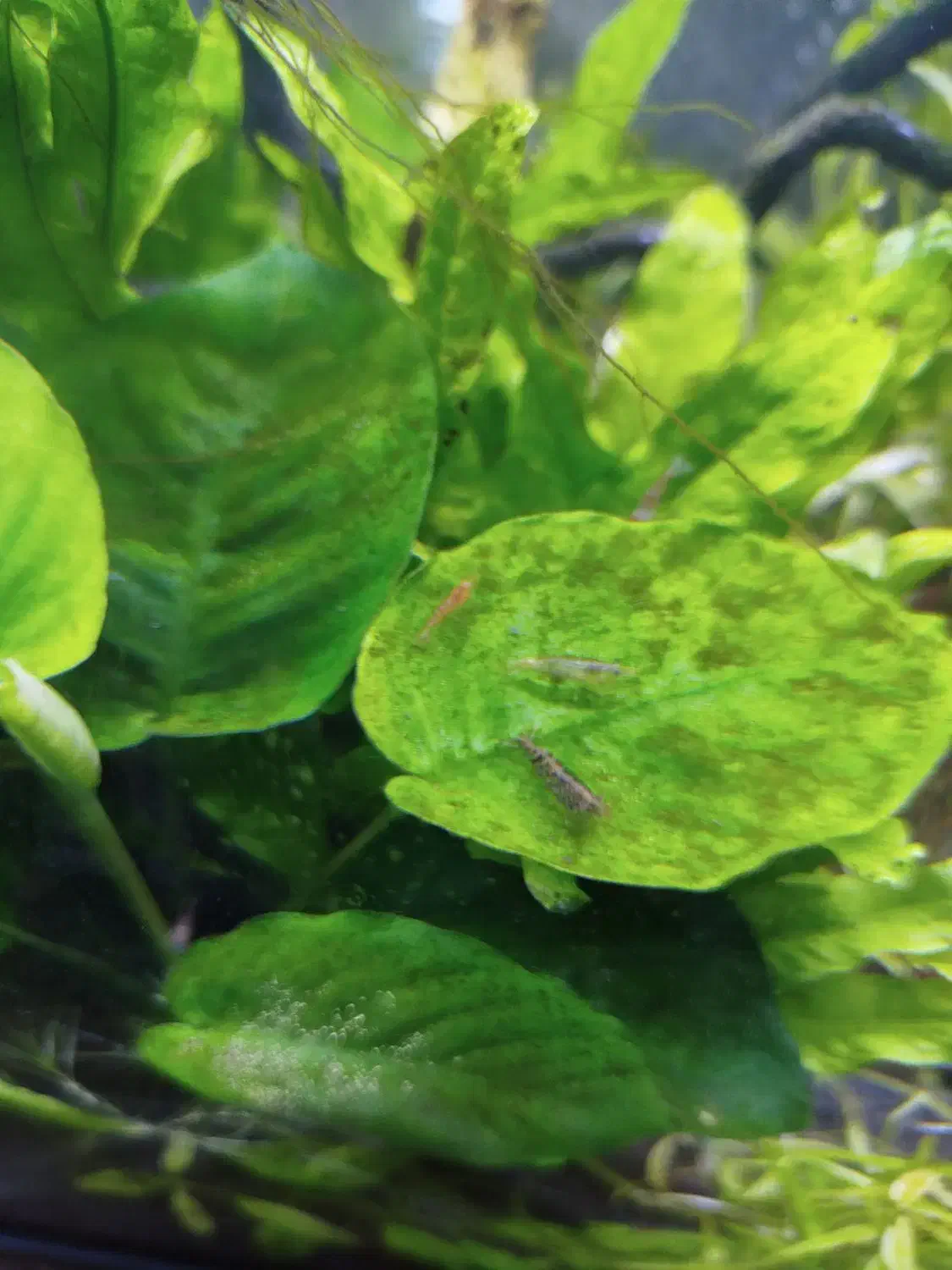 شریمپ|ماهی|شیراز, منطقه هوایی شهید دوران|دیوار