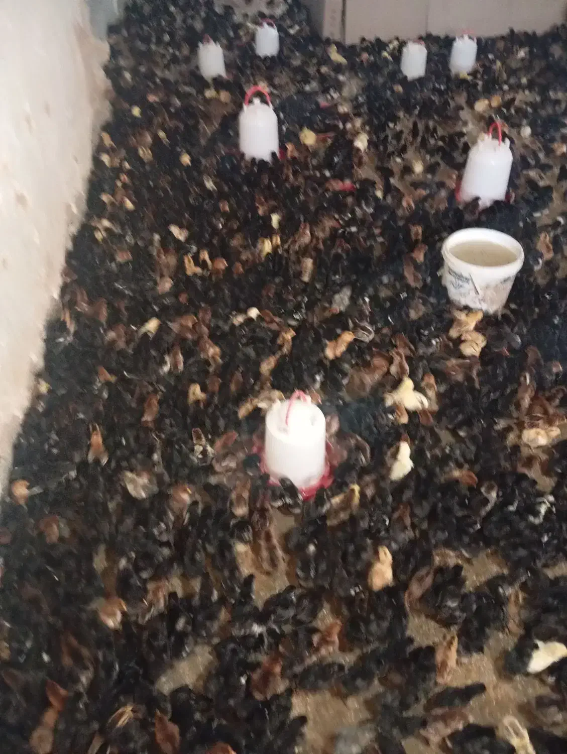 جوجه مرغ یک هفته ای|حیوانات مزرعه|سبزوار, قاضی زاد|دیوار