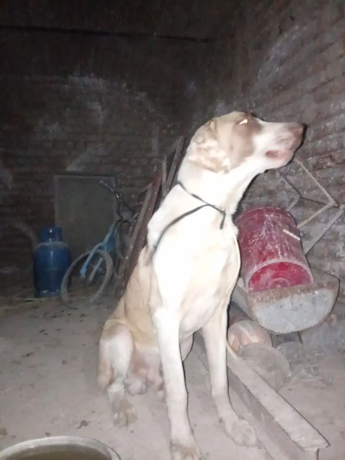 سگ آلابای ۱۰ماه|سگ|گرگان, |دیوار