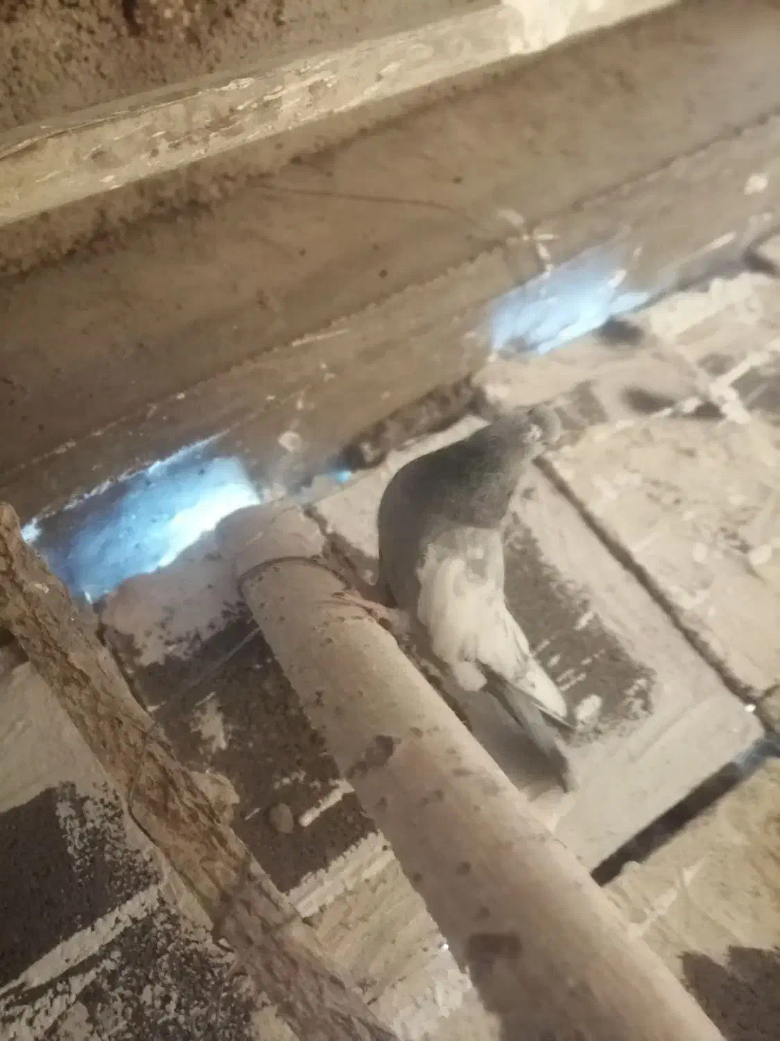 کفتر شهری بهبونی|پرنده|شیراز, شهرک مفتح|دیوار