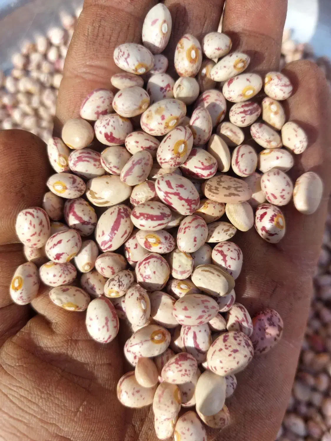 لوبیا چیتی|خوردنی و آشامیدنی|مرودشت, نقش رستم|دیوار