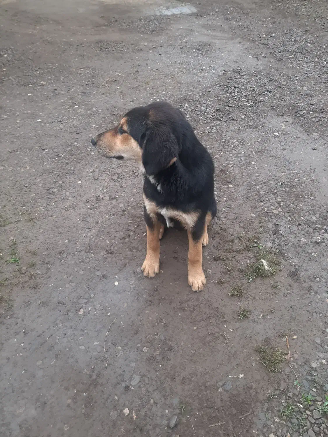 گم شده|حیوانات|رودسر, |دیوار