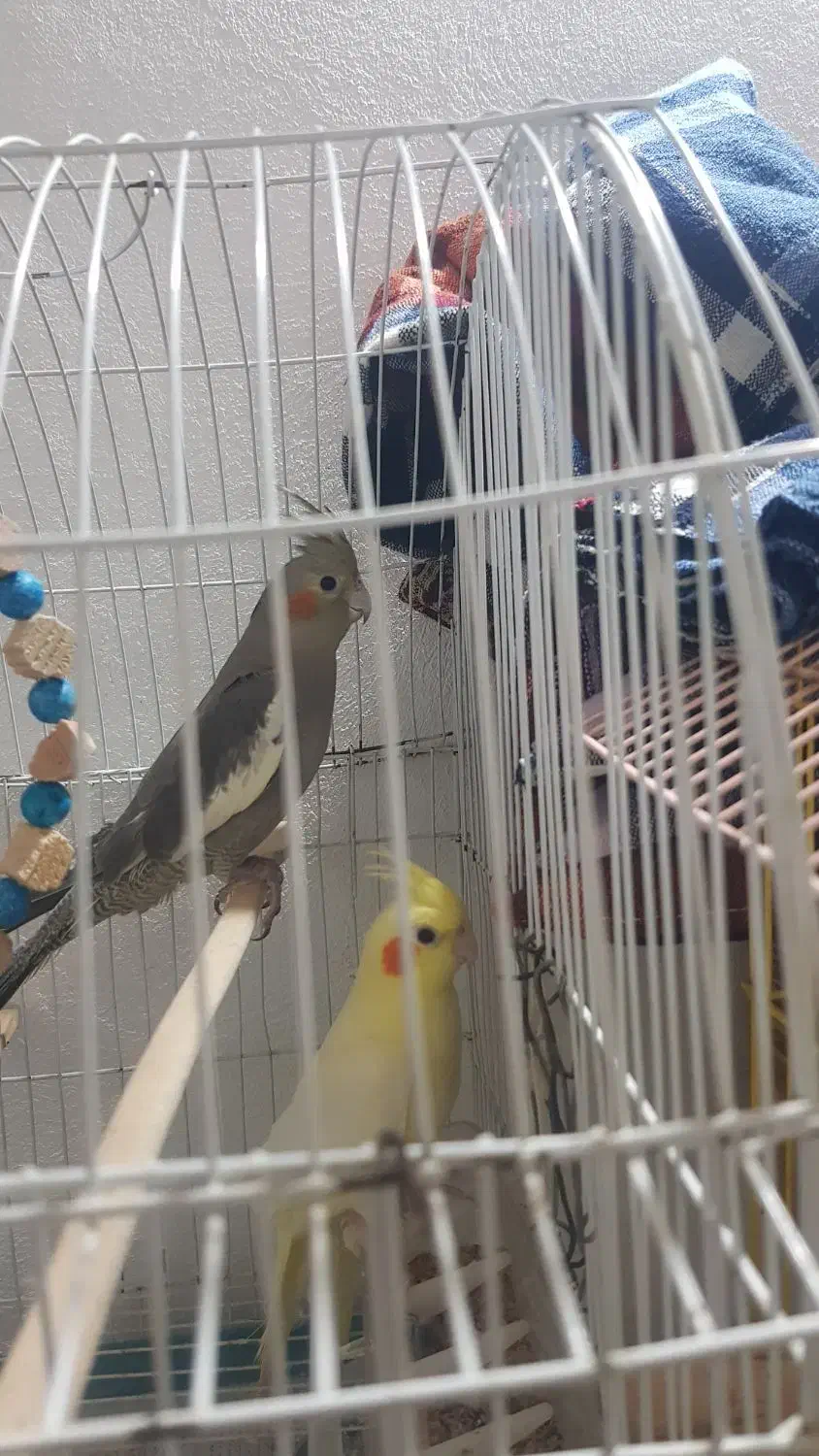 عروس هلندی|پرنده|رامسر, |دیوار