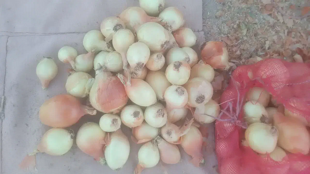 پیاز خوب با قیمت کم فقط ۱۲ هزار تومان|حراج|بجنورد, |دیوار