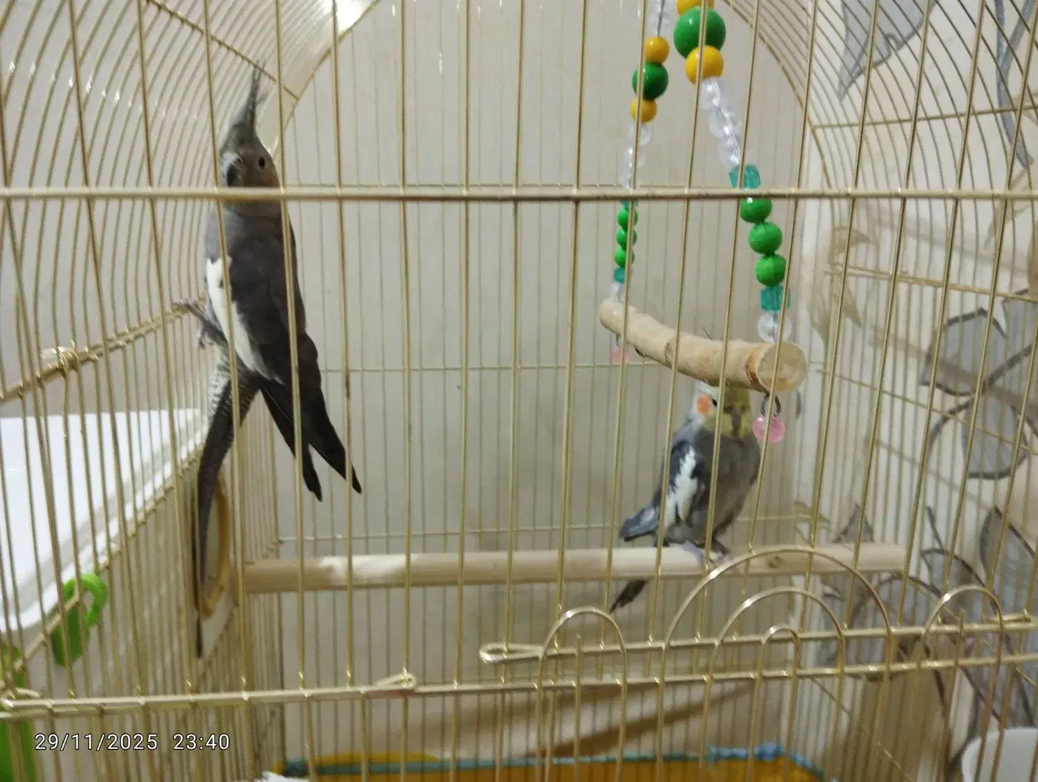 عروس هلندی مولد|پرنده|شوش, |دیوار