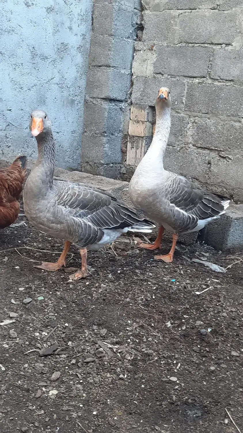 غاز محلی معاوضه با مرغ محلی و نیمچه|حیوانات مزرعه|اسالم, |دیوار