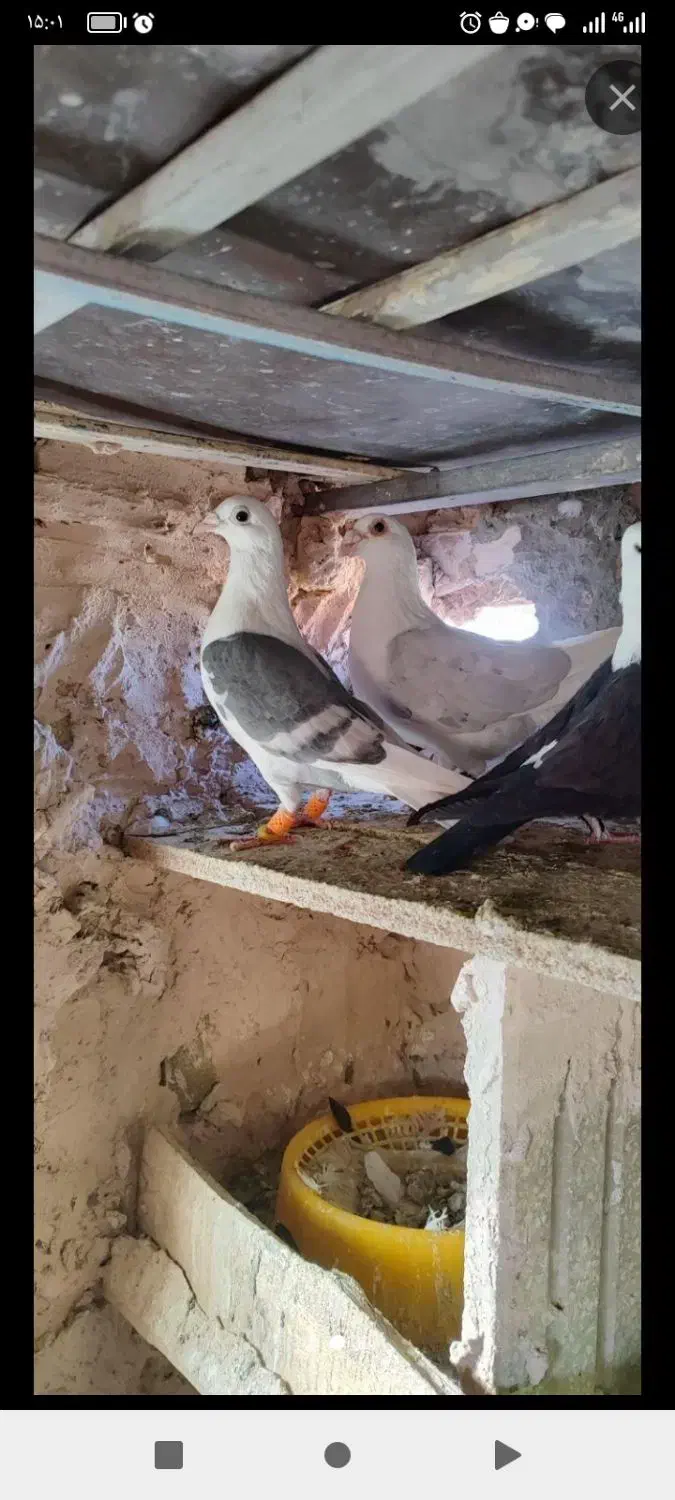 یک جفت پشت گراف و سه عدد جوجه عروس درشت و کشیده|پرنده|اسفراین, |دیوار