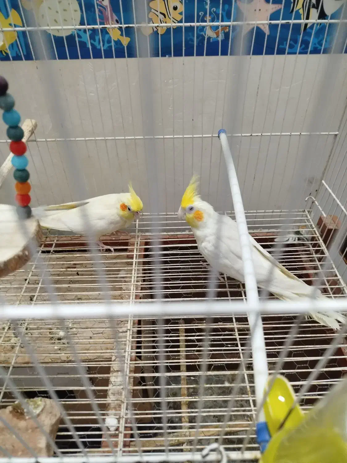 پرنده عروس هلندی|پرنده|گنبد کاووس, |دیوار