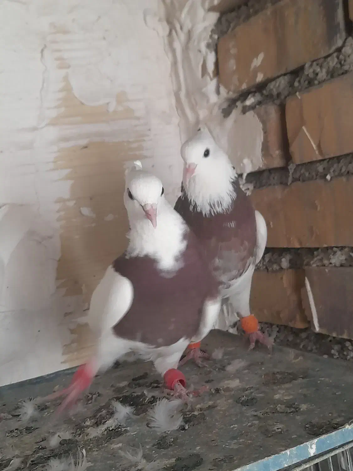 ۵ عدد طوقی|پرنده|شاهرود, |دیوار