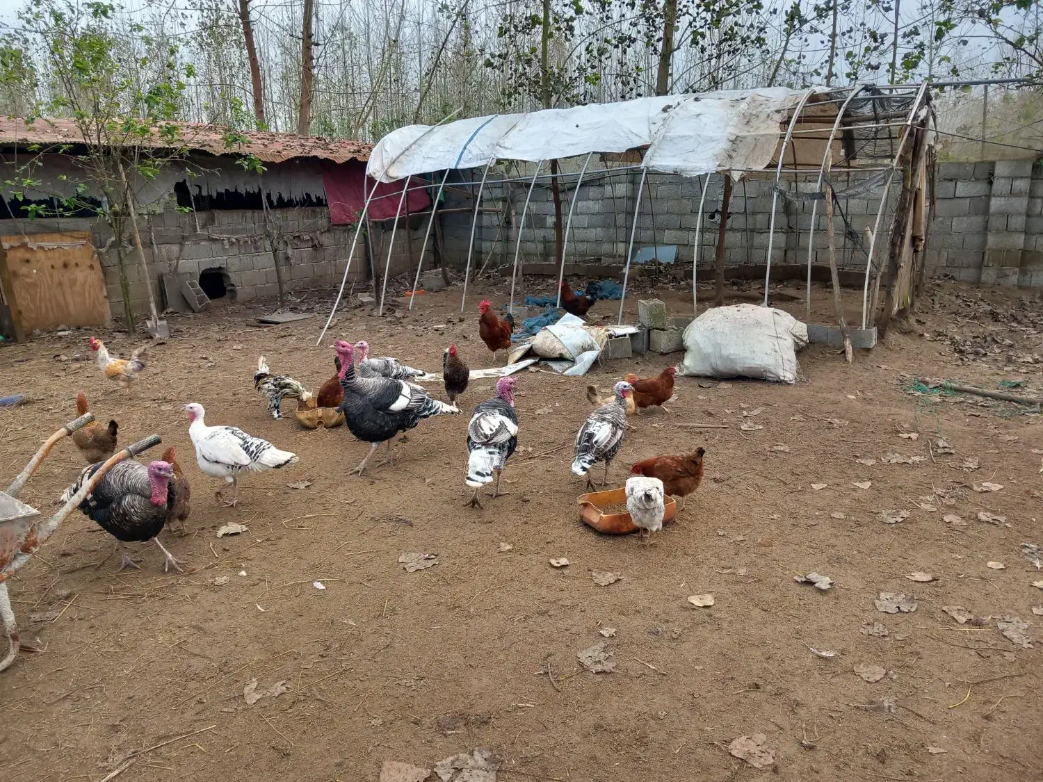 فروش گله غاز،بوقلمون،اردک اسرائیلی واردک پکنی|حیوانات مزرعه|چاف و چمخاله, |دیوار