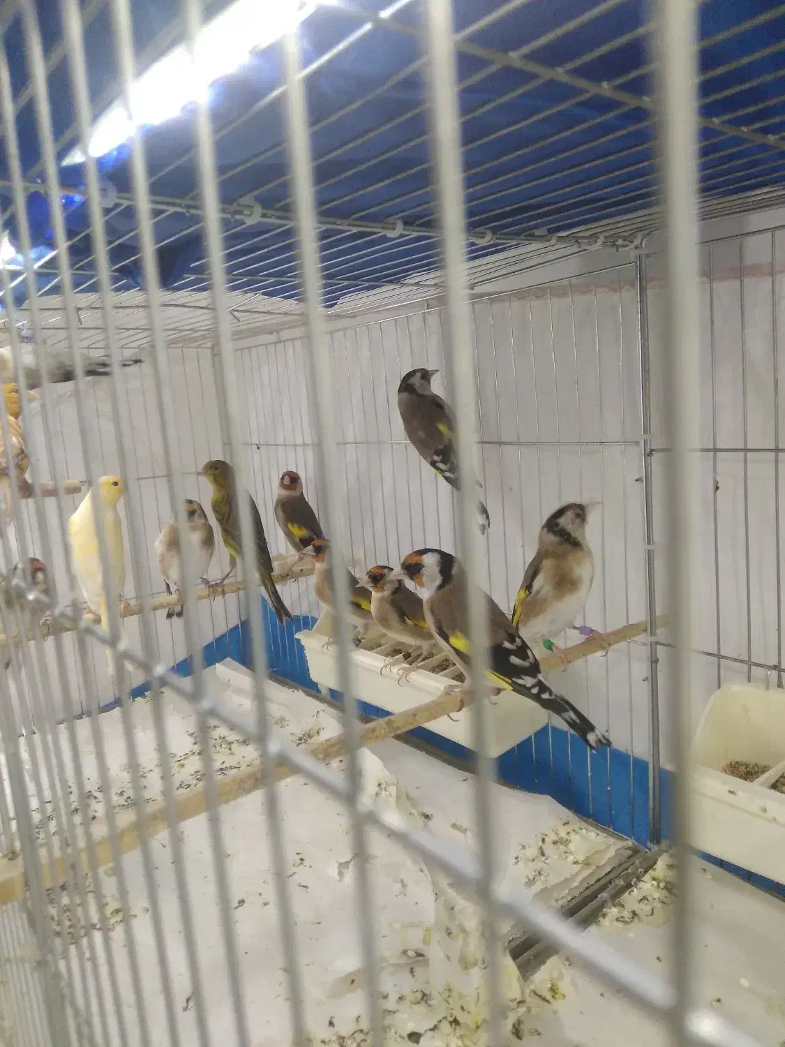 سهره و جادونی برنجی|پرنده|ری, اقدسیه|دیوار