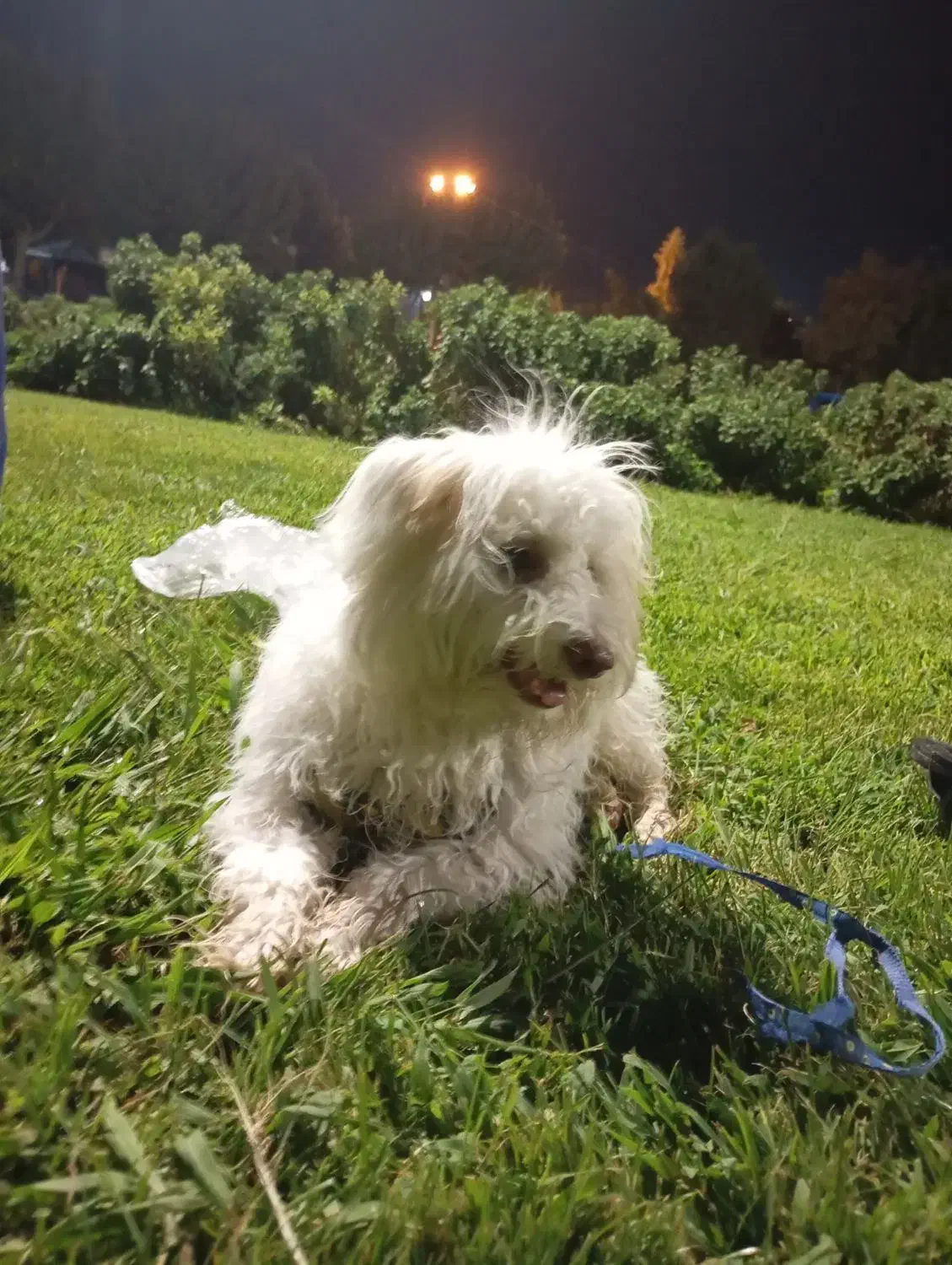 سگ نر مالتیز ۵ماهه شیطون|سگ|کهریزک, |دیوار