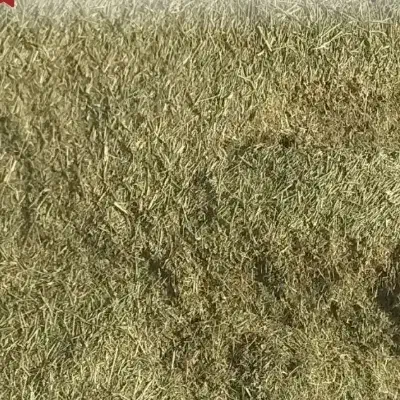 کاه ماش|لوازم جانبی حیوانات|شیراز, گویم|دیوار