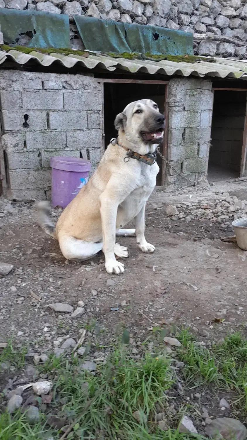 توله ماده ده ماهه عراقی .|سگ|نوشهر, |دیوار