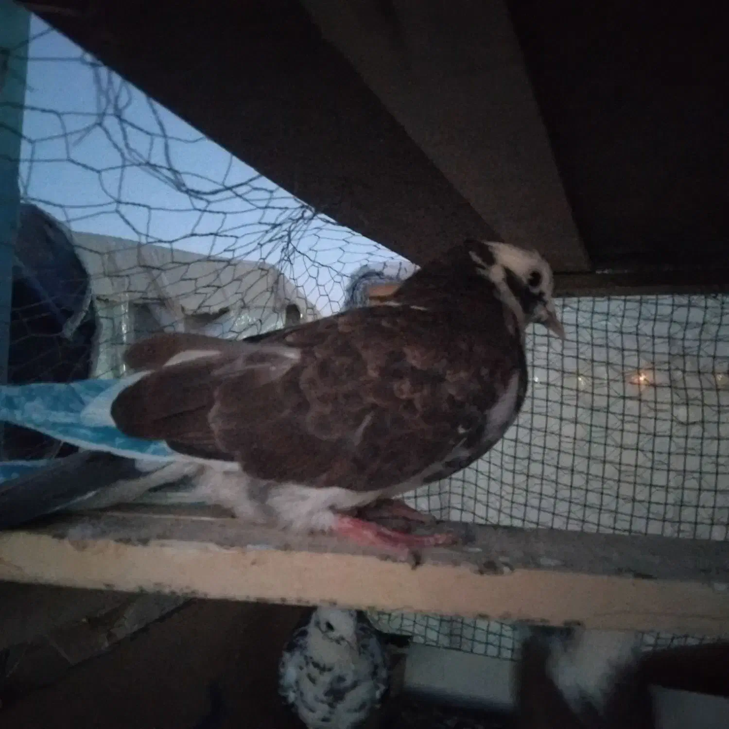 کفتر|پرنده|نظرآباد, شهرک صنعتی سپهر|دیوار