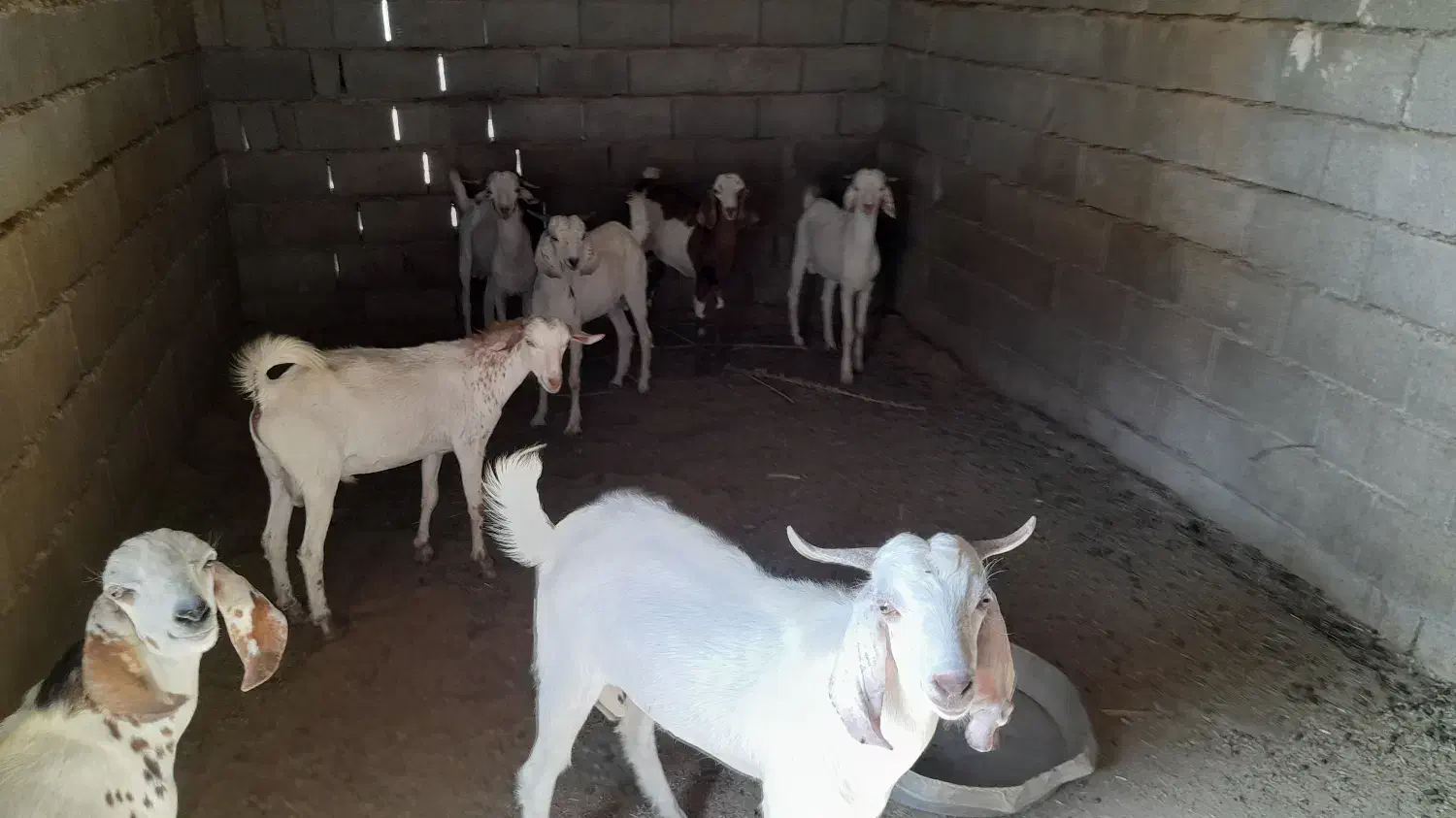 فروش کهره نر|حیوانات مزرعه|قلعه قاضی, |دیوار