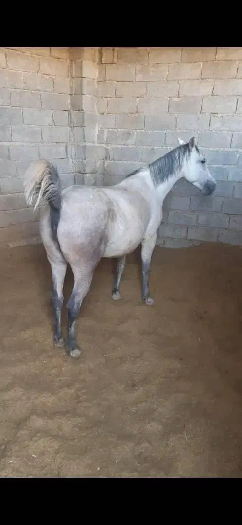 فروش فوری کره مادیون|اسب و تجهیزات اسب‌سواری|تهران, سعادت‌آباد|دیوار