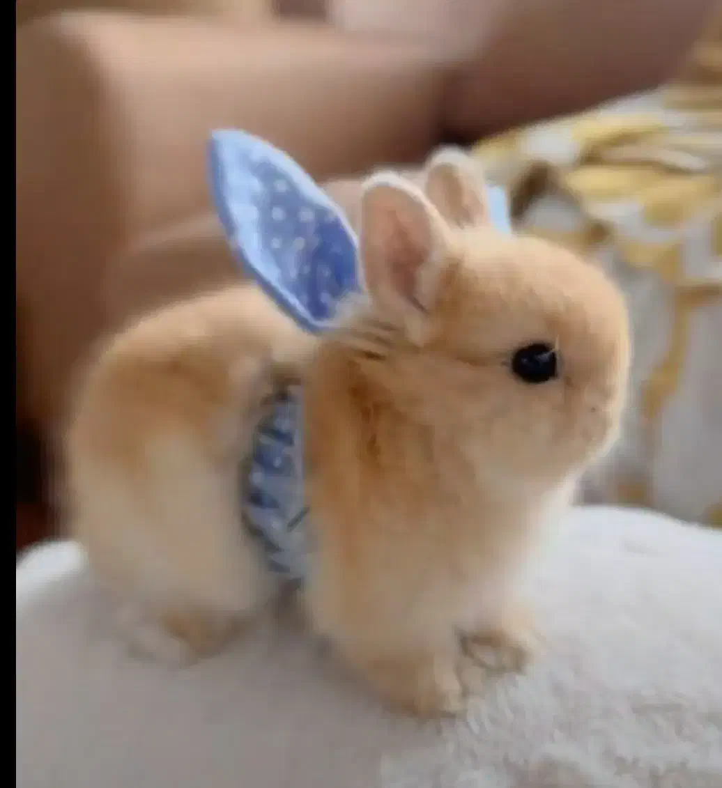 لوپ ومینیاتوری واکسینه بهداشتی|موش و خرگوش|اصفهان, تیران|دیوار