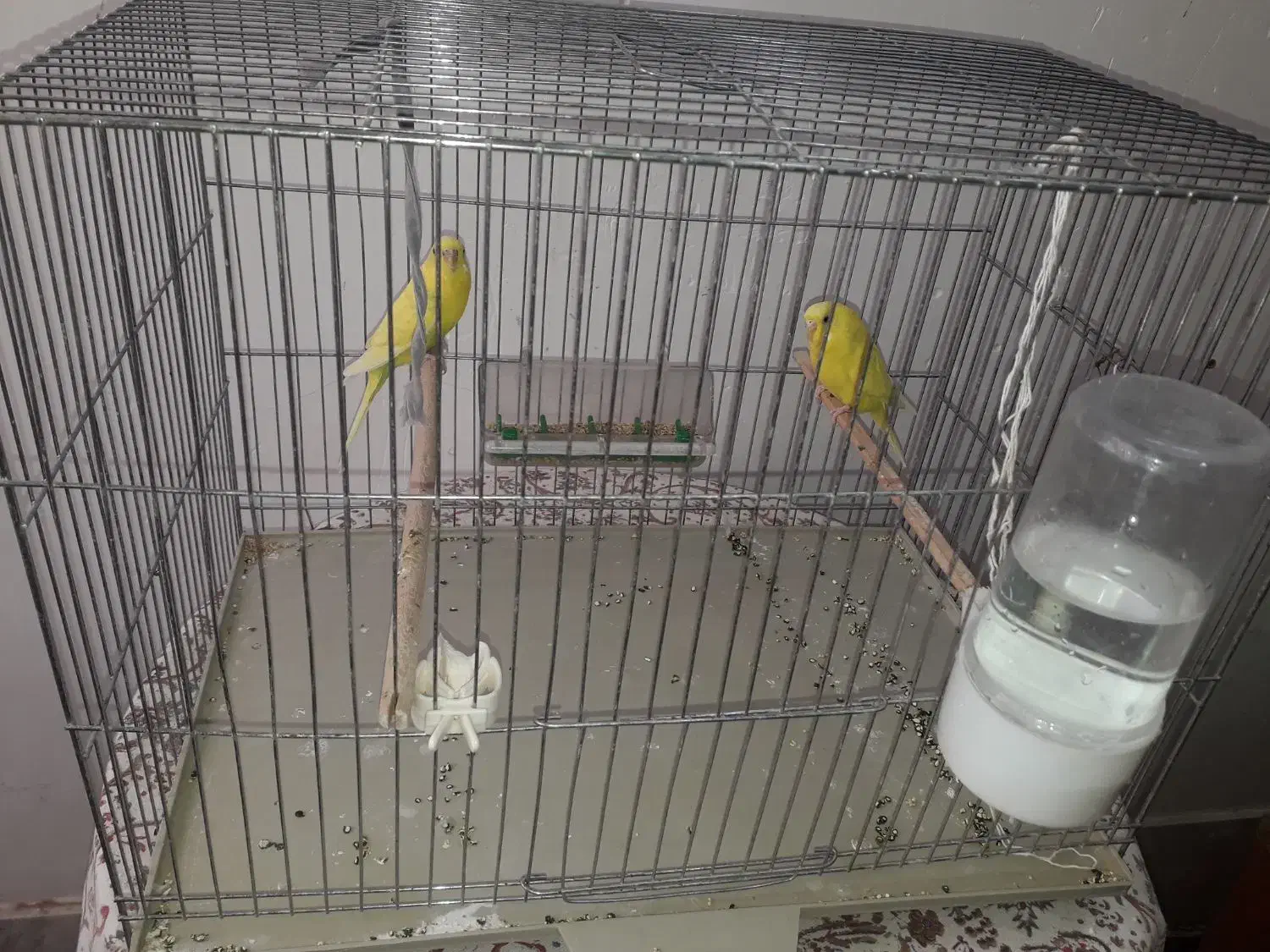 قفس عروس مولد|پرنده|قنوات, |دیوار