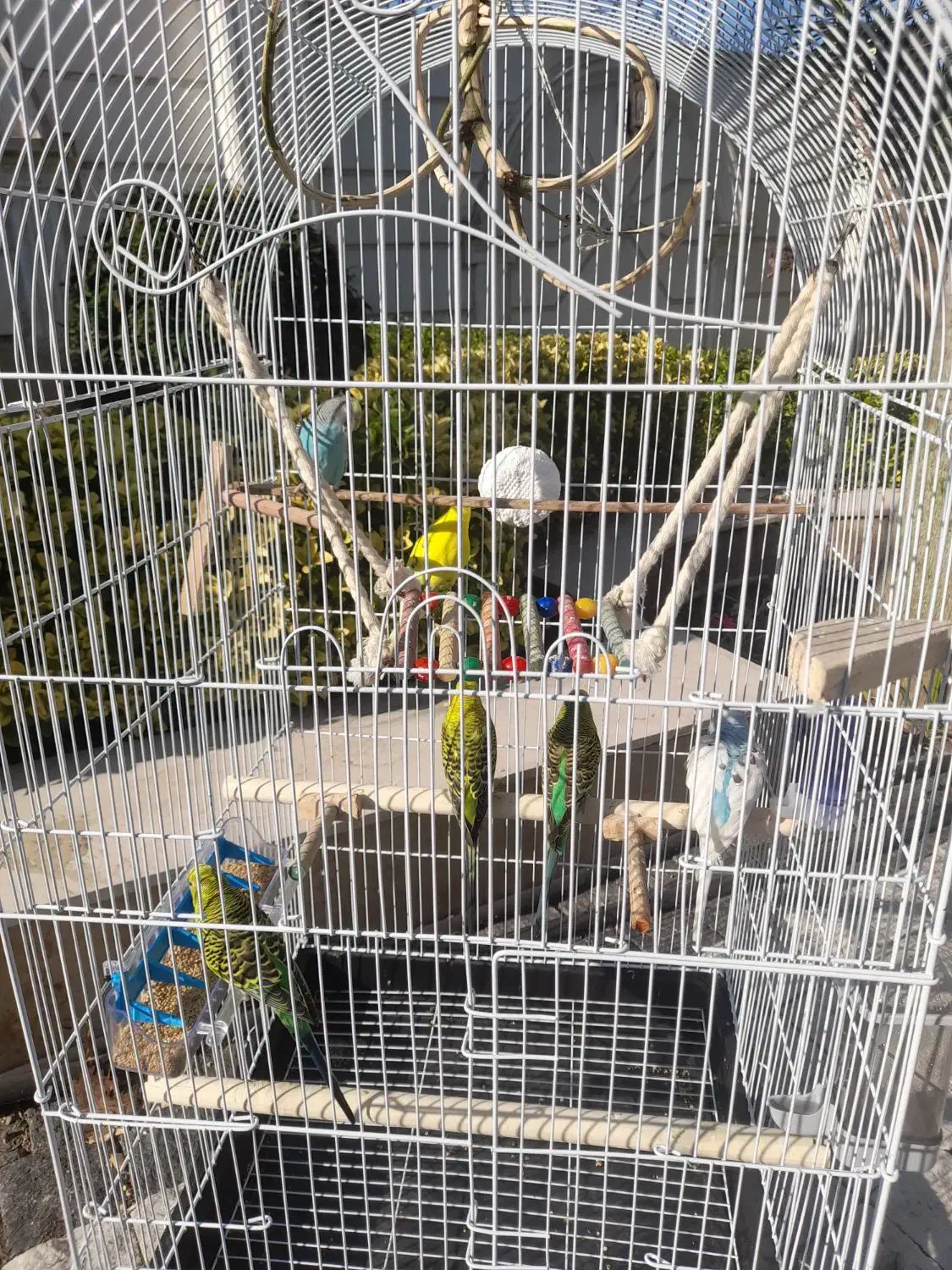 مرغ عشق رنگهای شاد|پرنده|عباسآباد, |دیوار