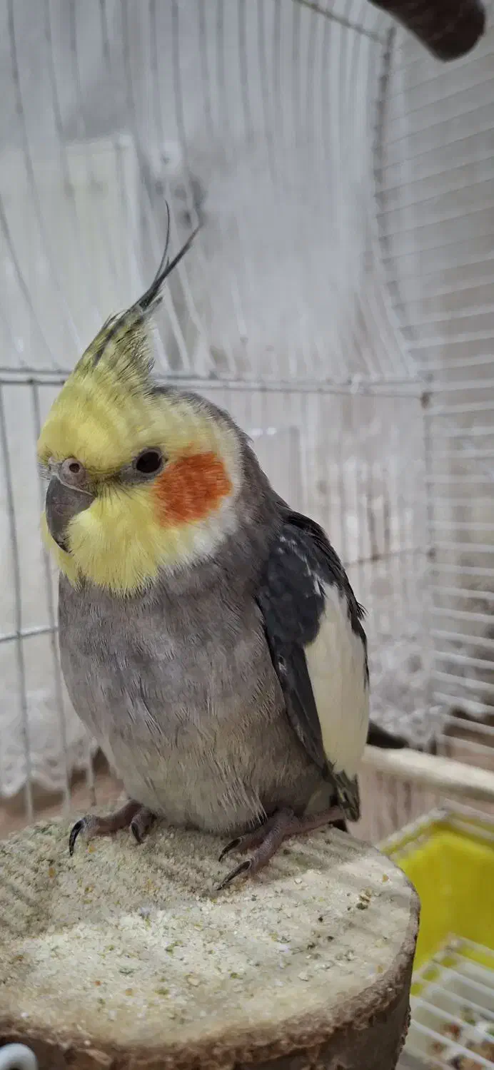 عروس هلندی نر|پرنده|آستارا, |دیوار