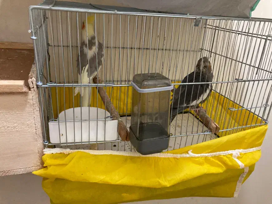 یه تعداد عروس(جوجه و بالغ)ملنگو-راهب-گیرینچیک|پرنده|رشت, یخسازی|دیوار