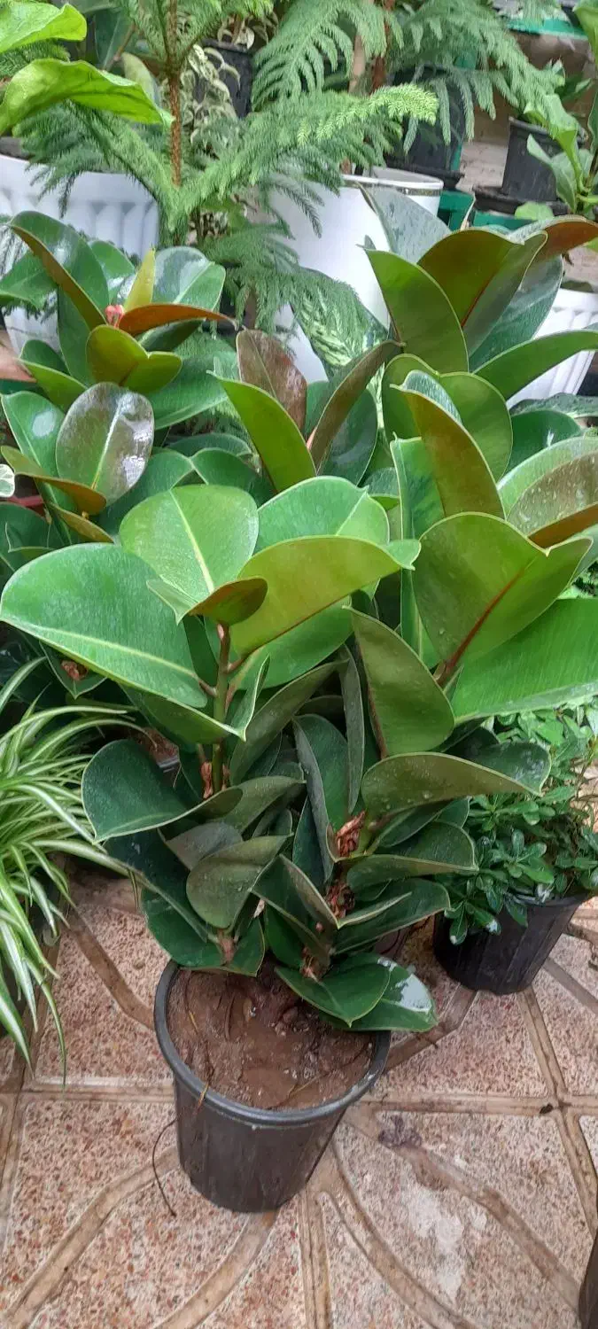 گل اپارتمانی خارجی پر برگ بادوام لطفا ورق بزن|گل و گیاه طبیعی|تبریز, |دیوار