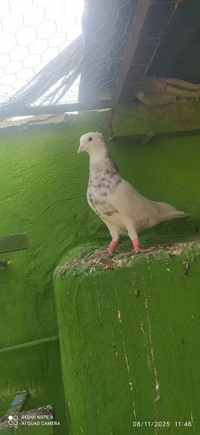 طوقی نر شکلاتی|پرنده|آبپخش, |دیوار