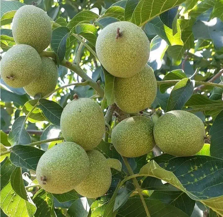 نهال گردو و بادام خوشه ای با ضمانت کتبی|خدمات باغبانی و درختکاری|بروجرد, |دیوار