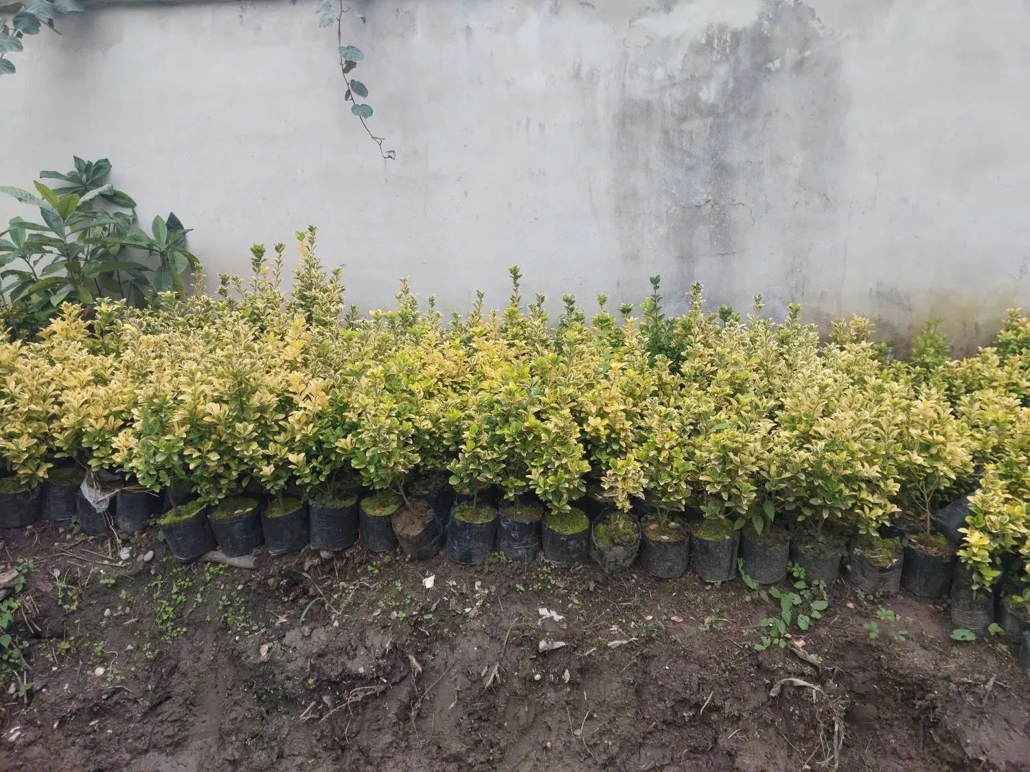 فروش گل و گیاه|عمدهفروشی|نشتارود, |دیوار