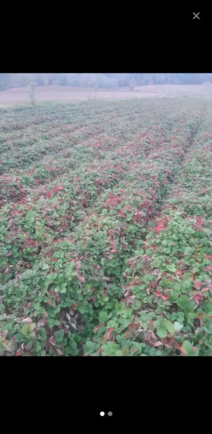 نهال توت فرنگی|گل و گیاه طبیعی|خان ببین, |دیوار