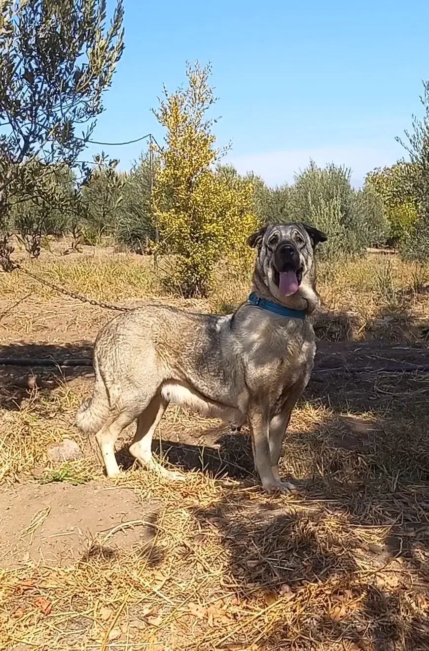 ماده|سگ|چورزق, |دیوار