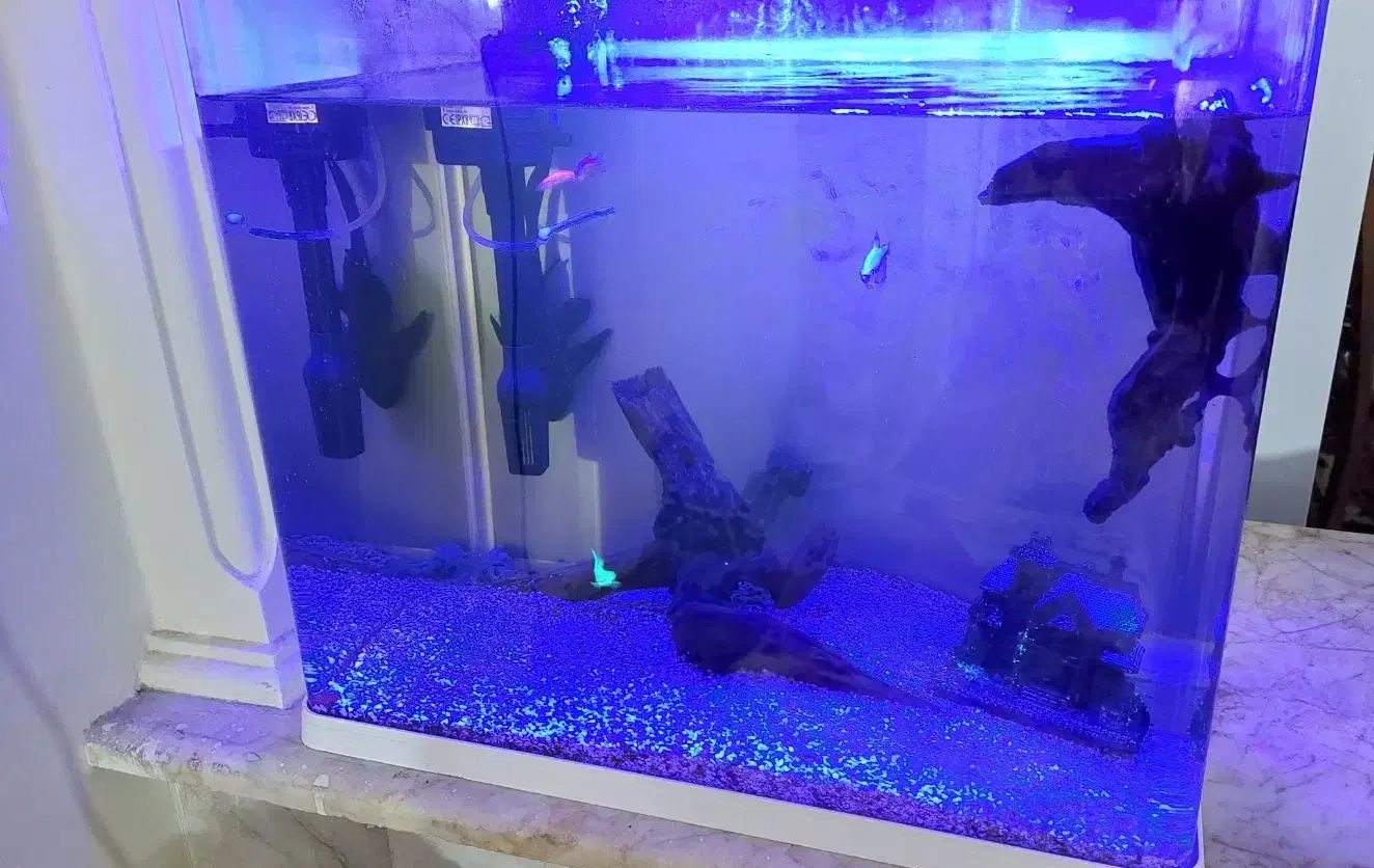 آکواریوم Delsa|ماهی|مشهد, فاطمیه|دیوار