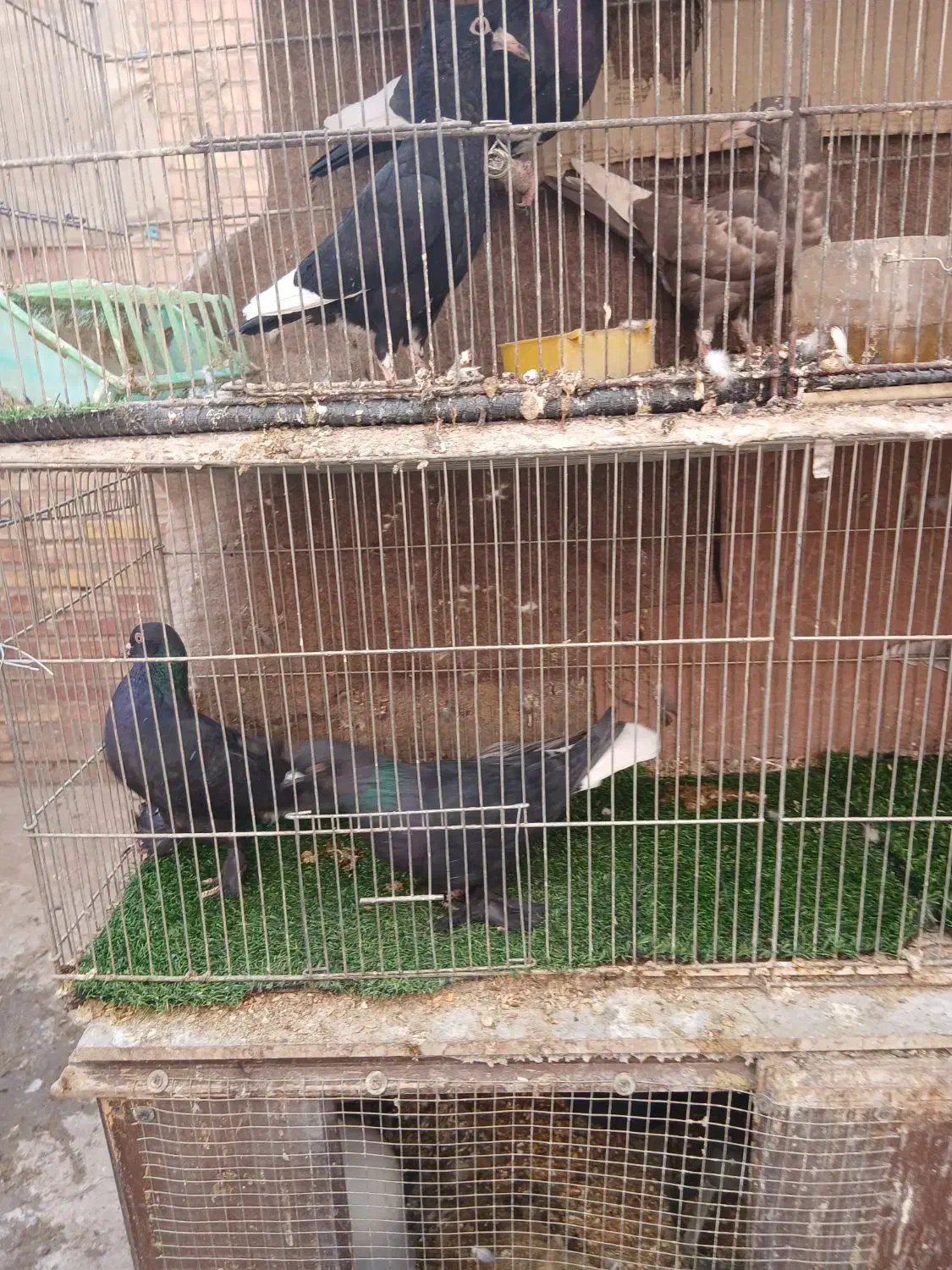 چند جفت کبوتر خوشگل سینه سیاه وسینه قهوای|پرنده|کرمان, |دیوار