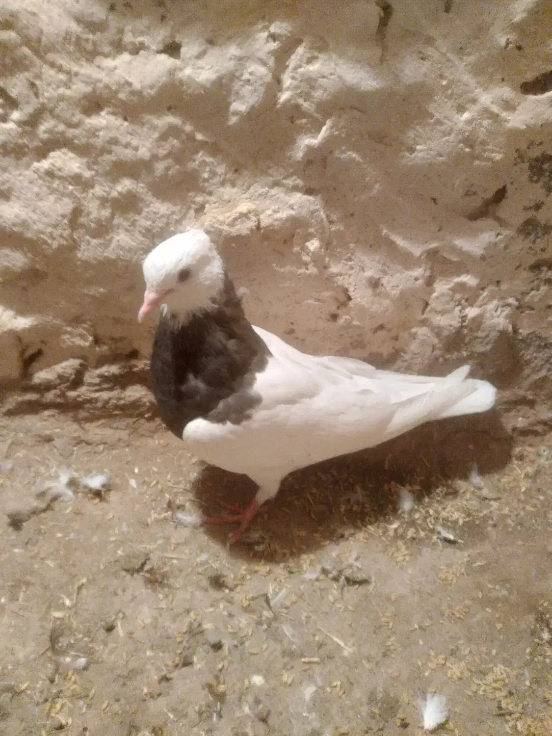 سلام چنتا طوقی فروشی نر ماده|پرنده|ملک‌آباد, |دیوار