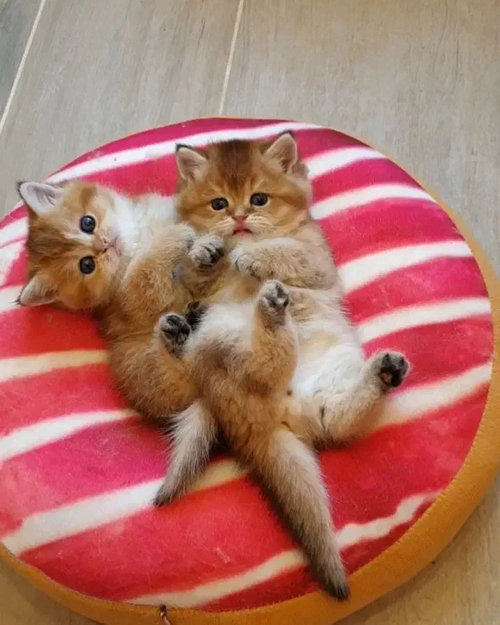 بریتیش گلد جوجه بلا|گربه|تهران, آجودانیه|دیوار