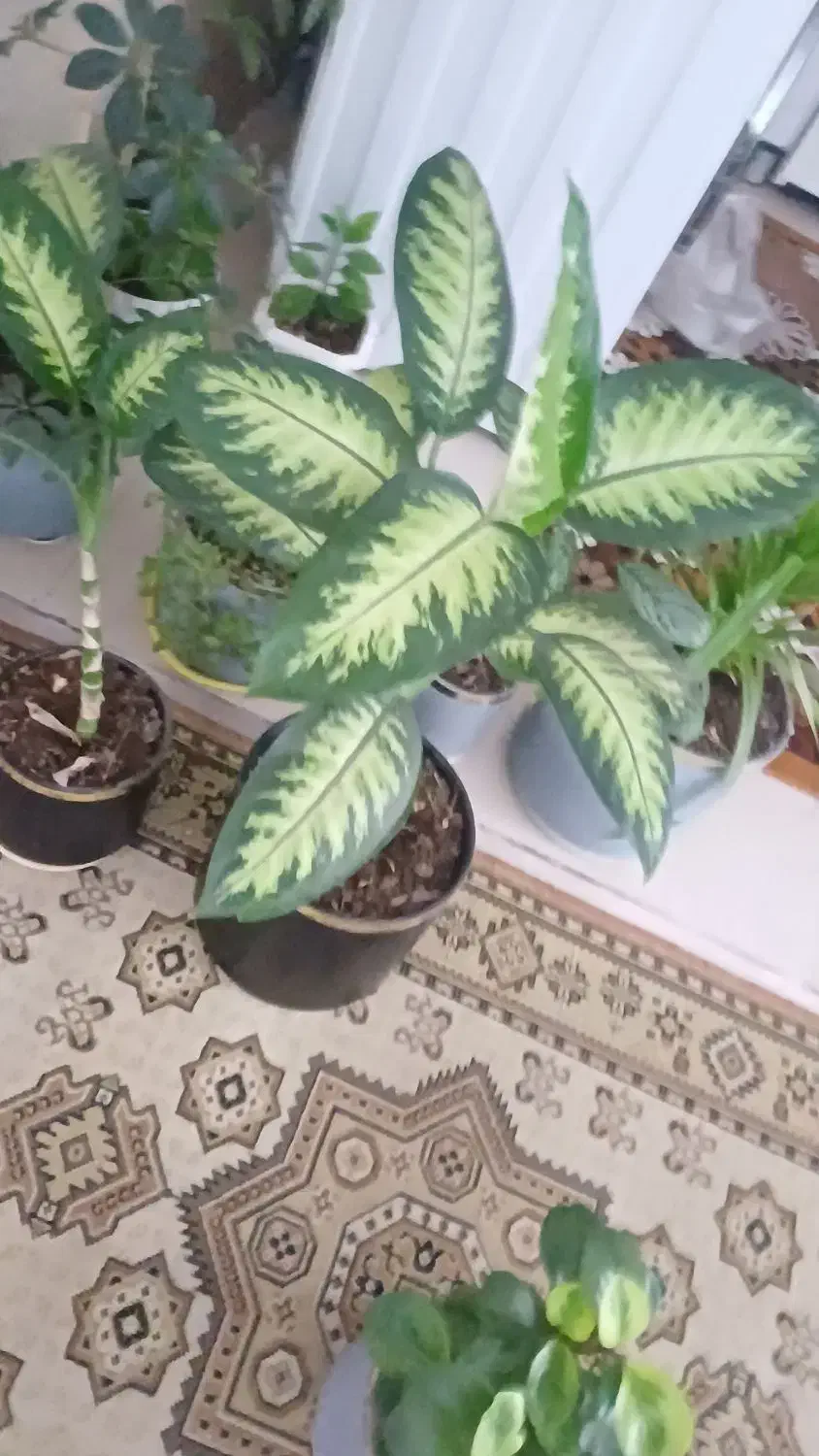 گل دیفن|گل و گیاه طبیعی|سرپل ذهاب, |دیوار