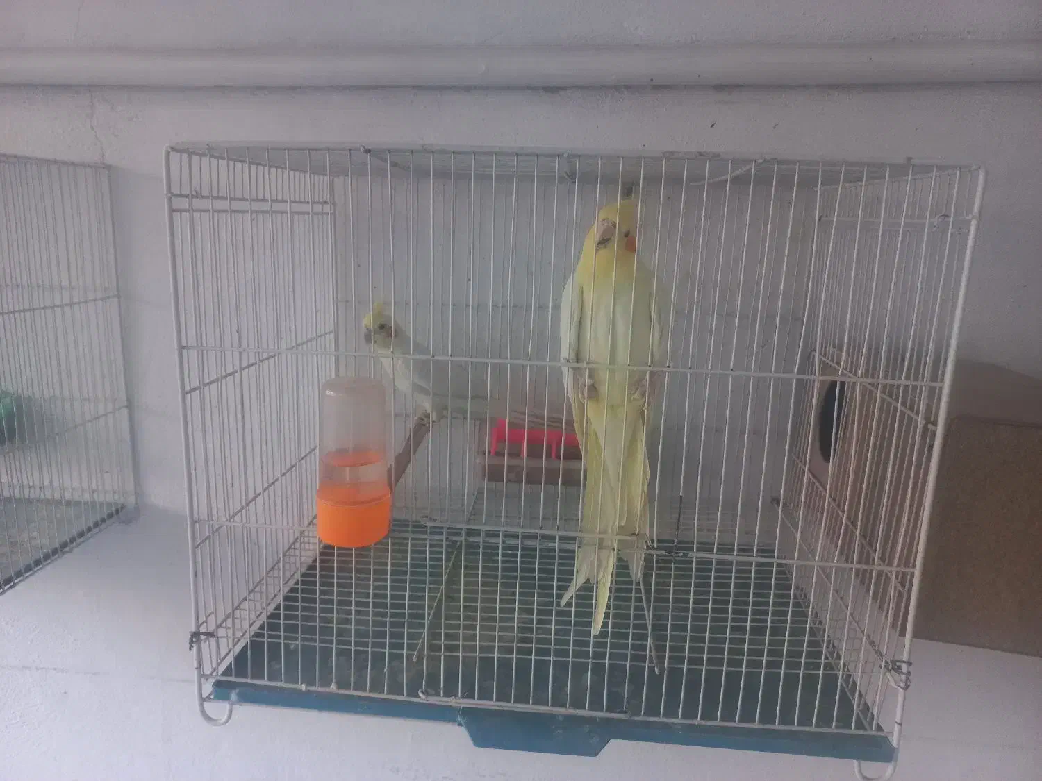 یک جفت عروس هلندی لوتینیو .جوان|پرنده|مشهد, آزادشهر|دیوار