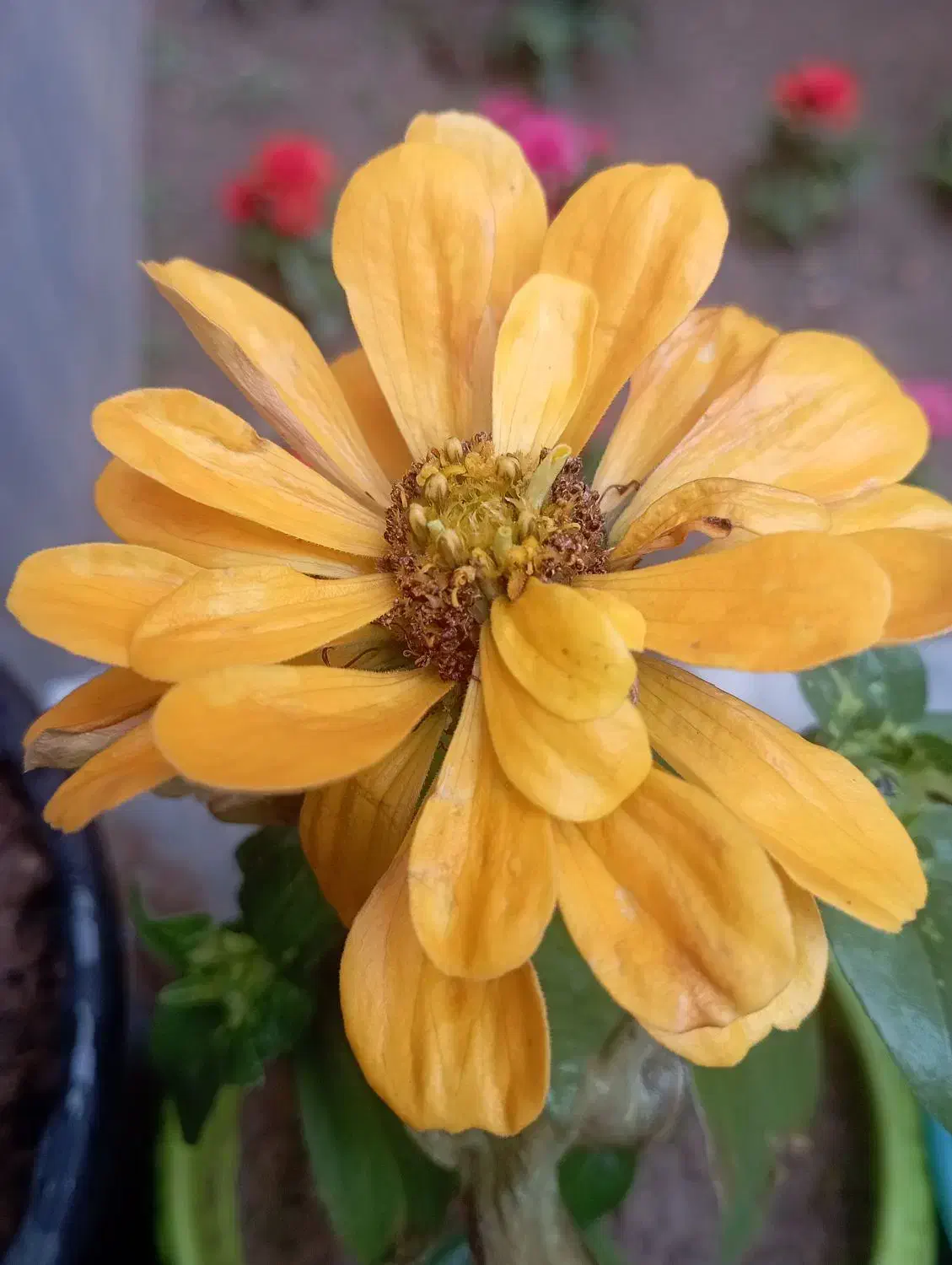 پیدا شدن پرنده|حیوانات|ارومیه, |دیوار