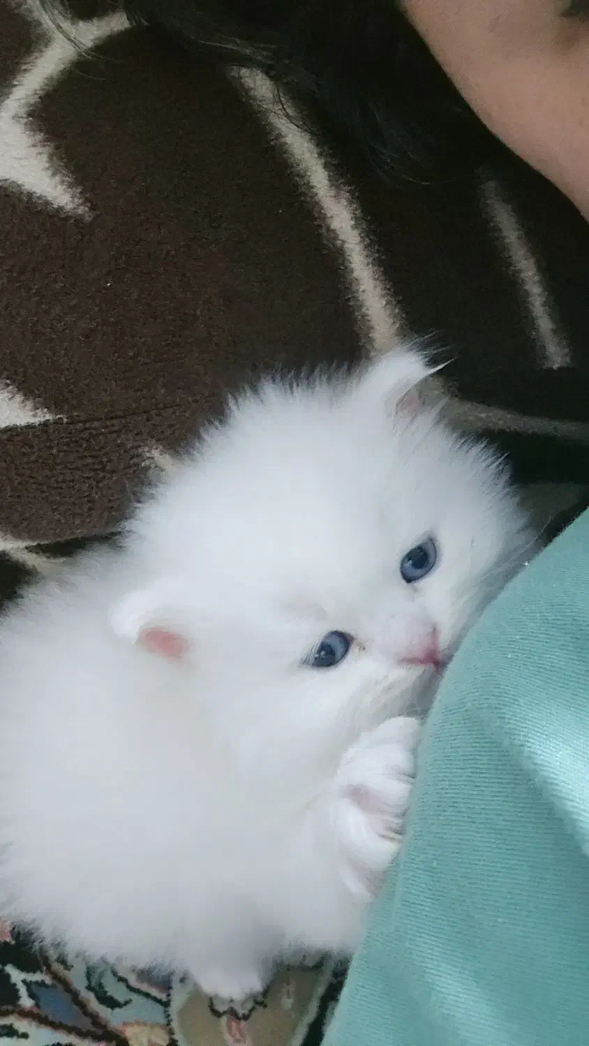 گربه سفید|گربه|مشهد, کلاهدوز|دیوار