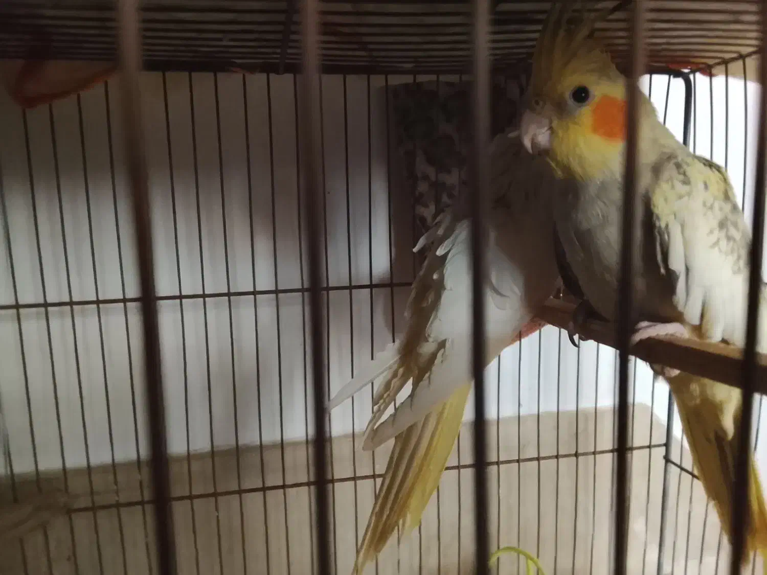 فروش عروس هلندیو کوتوله برزیلی|پرنده|شیراز, جوادیه|دیوار