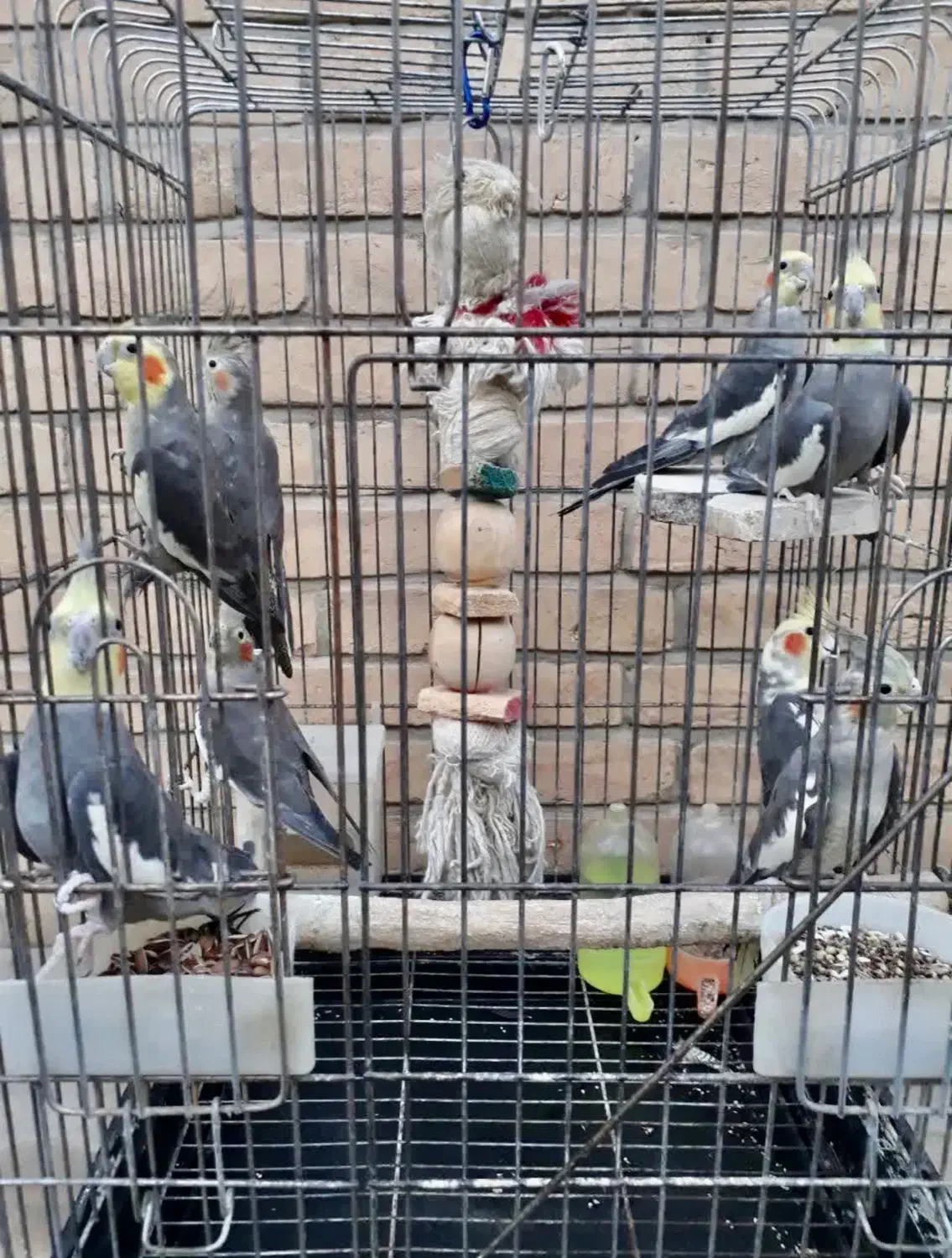 پرنده عروس بالغ|پرنده|رباطکریم, رباطکریم|دیوار