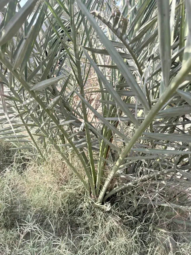 فروشی|گل و گیاه طبیعی|آبپخش, |دیوار