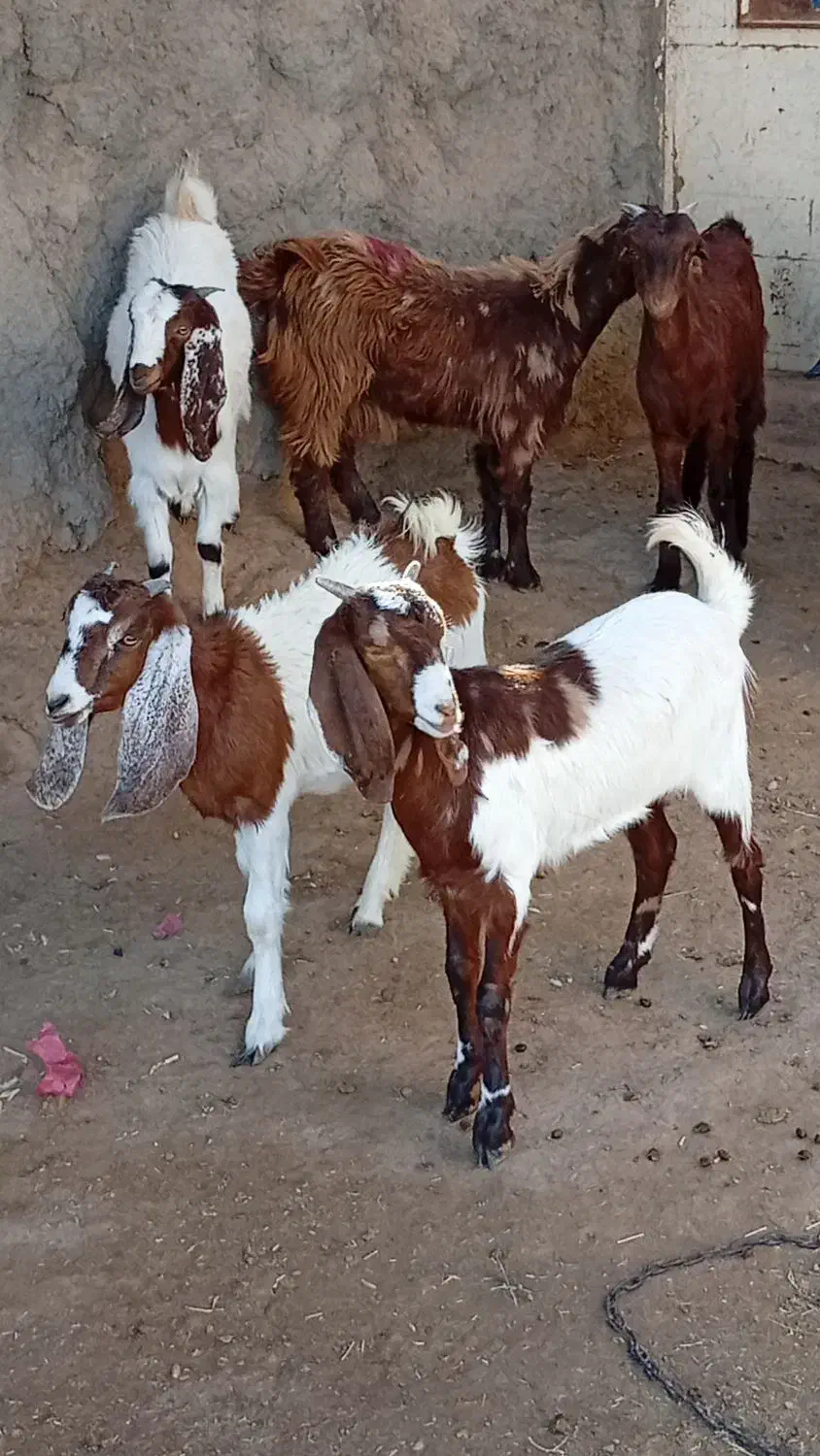11نر بزغاله پاکستانی بزرگ نژاد شیرا دوقلو زا|حیوانات مزرعه|مشهد, هفده شهریور|دیوار