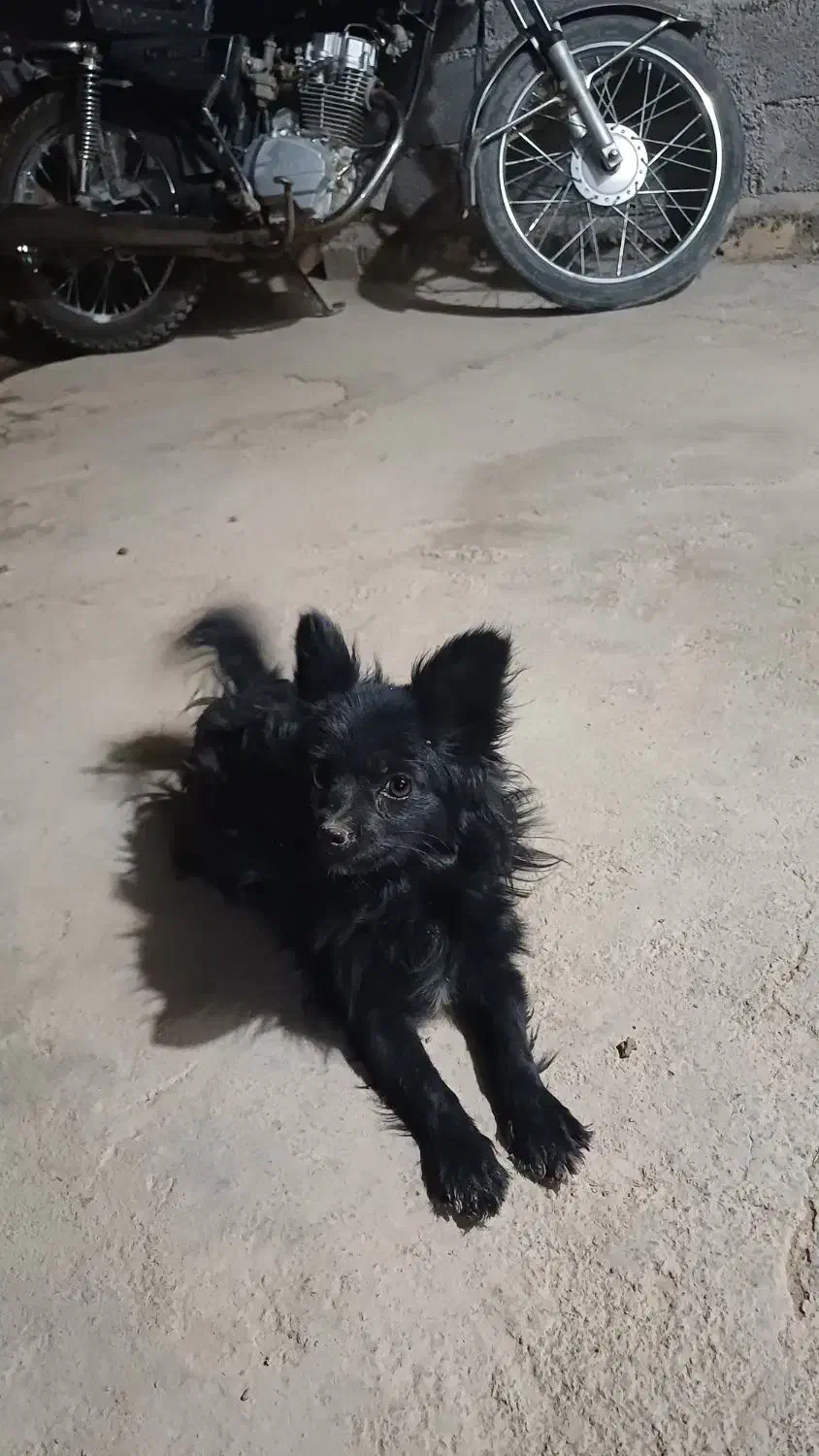 سگ پاپی ماده|سگ|مبارکه, |دیوار