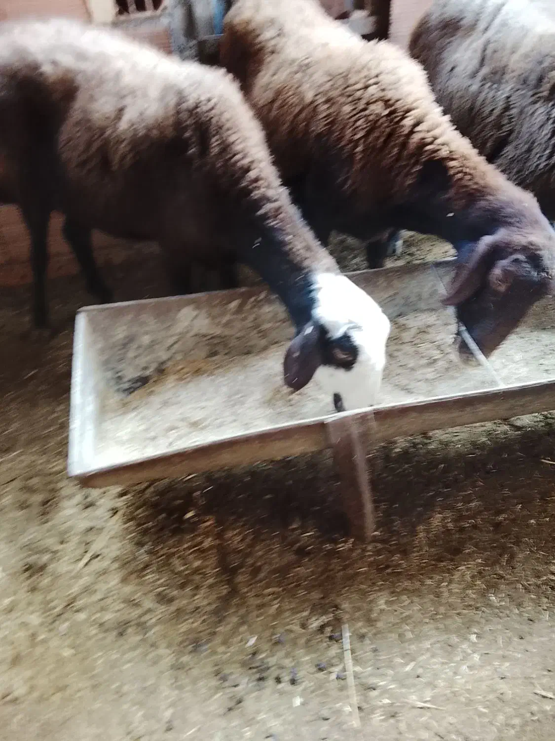 دو راس میش جوان|حیوانات مزرعه|علی‌آباد کتول, |دیوار