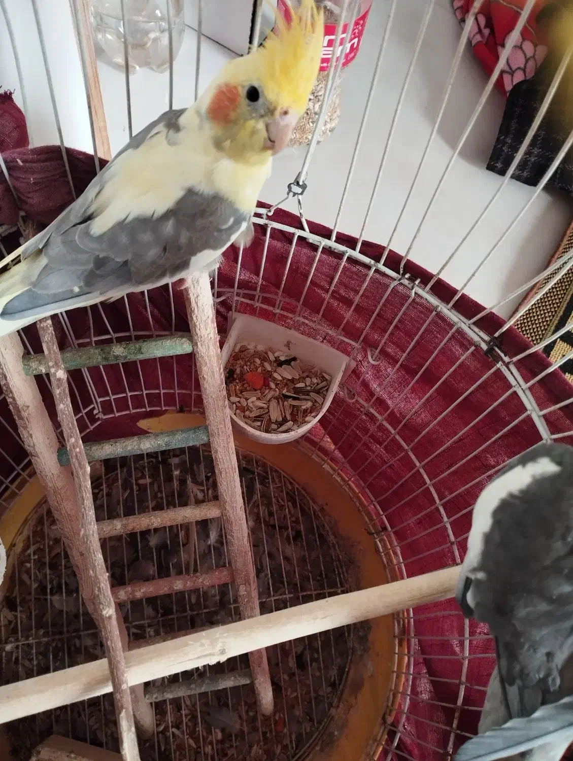 دو عدد عروس هلندی|پرنده|لولمان, |دیوار