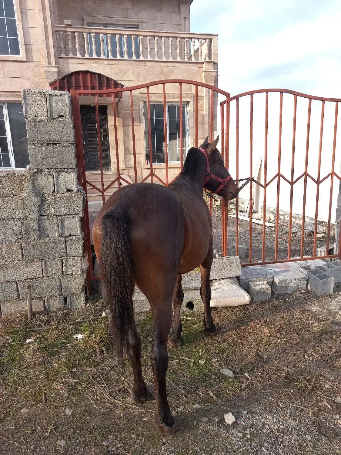 فروش اسب محلی|اسب و تجهیزات اسب‌سواری|رامسر, |دیوار