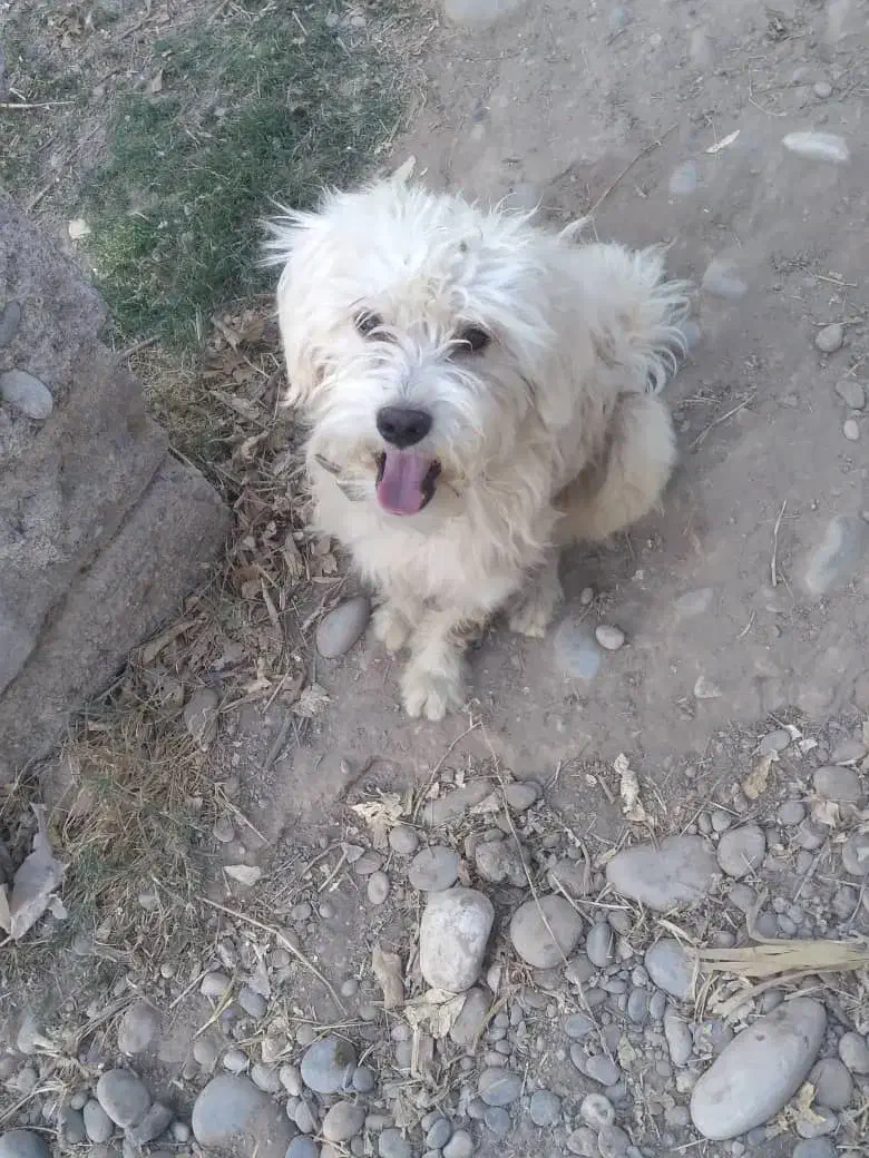 گم شده|حیوانات|دزفول, |دیوار