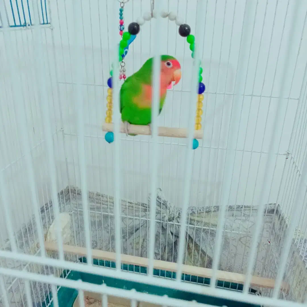 طوطی بزریلی همراه با قفس سالم و سلامت قیمت مناسب|پرنده|تهران, سهروردی|دیوار